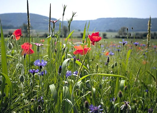 biodiversité Changins