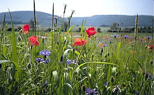 biodiversité Changins