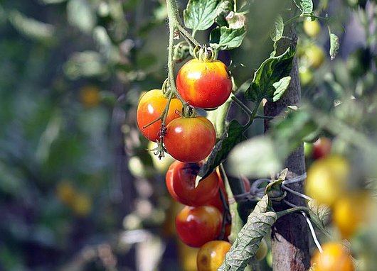 bac potager projet étudiant HETS Fribourg