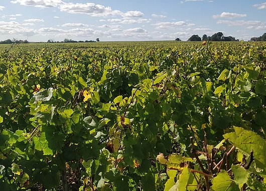 Champ de vigne