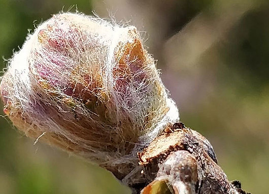 Bourgeon sains, dans le coton sans impact de gel