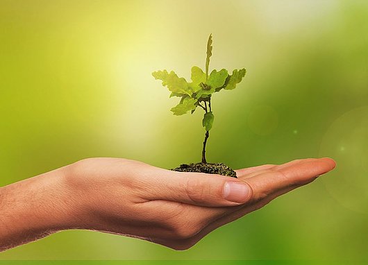 main et jeune pousse d'arbre santé environnementale