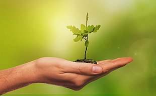 main et jeune pousse d'arbre santé environnementale