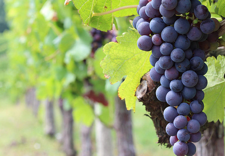 Master Wine and Hospitality Management