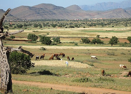 Projet écoconstruction en contexte oasien