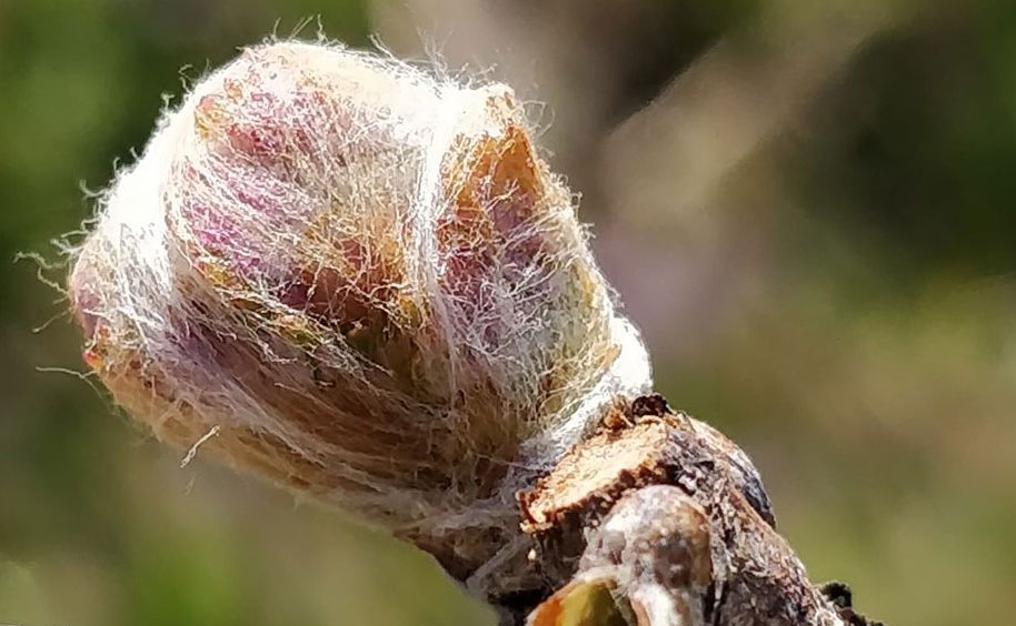 Bourgeon sains, dans le coton sans impact de gel