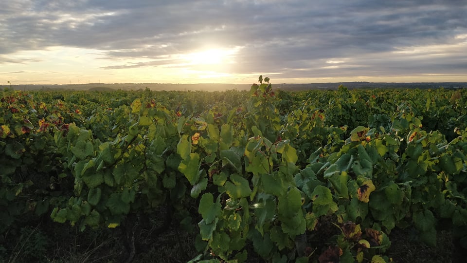 Champ de vigne