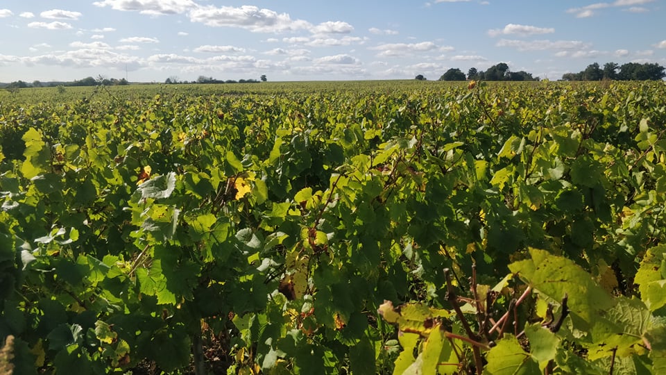 Champ de vigne