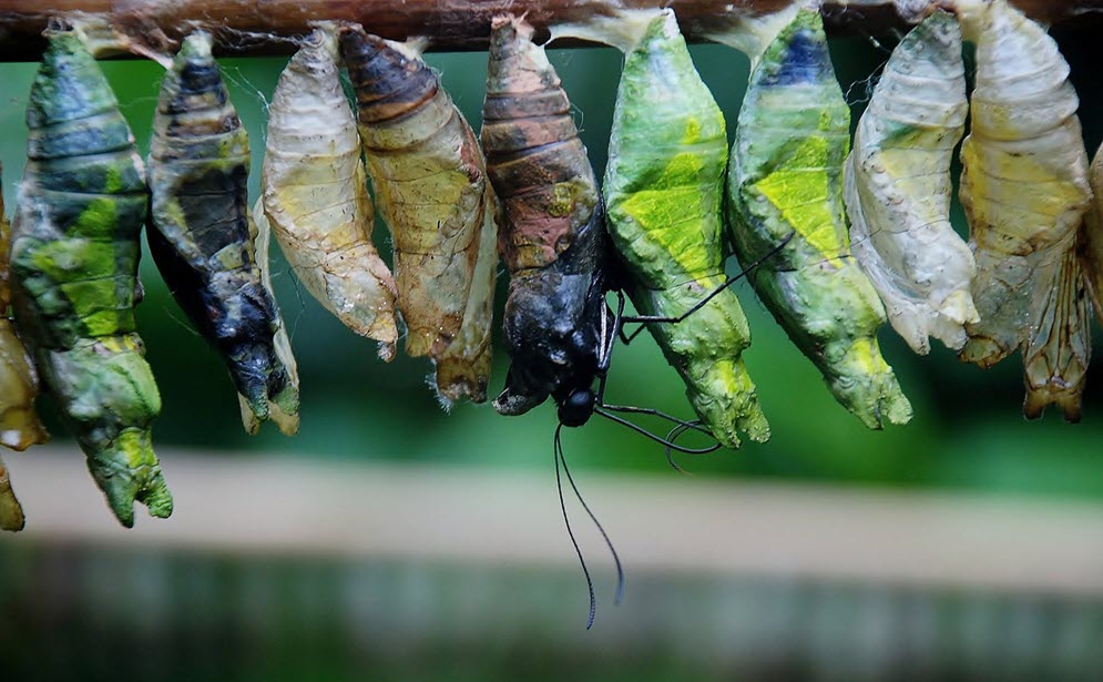 chrysalides transformation en cours