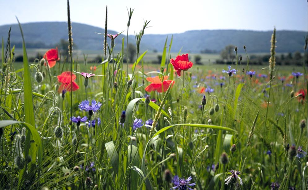 biodiversité Changins